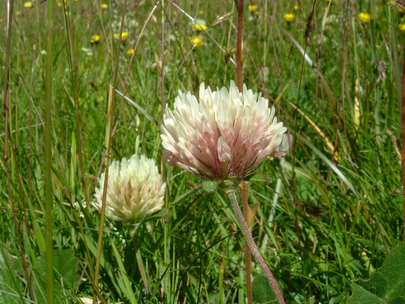 Trifolium pratense subsp. nivale / Trifoglio nivale